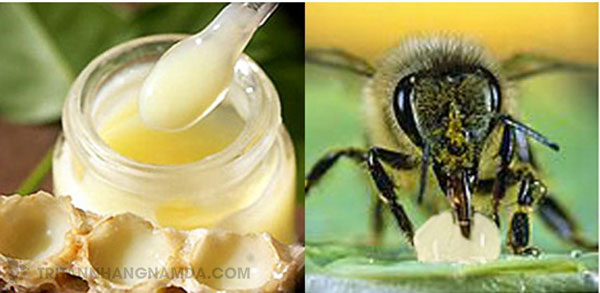 sữa ong chúa trị nám hiệu quả tại nhà